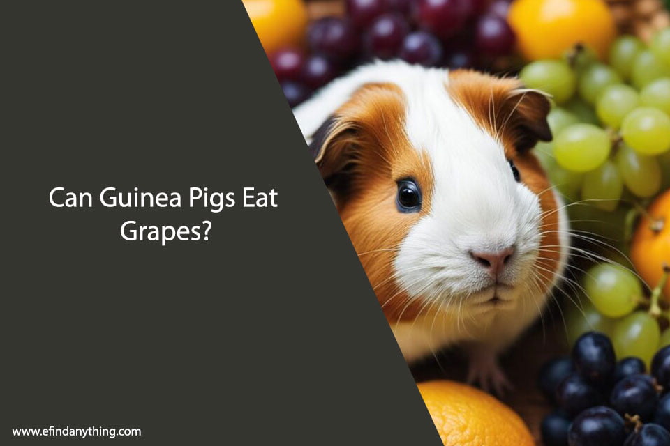 Can Guinea Pigs Eat Grapes What You Need to Know