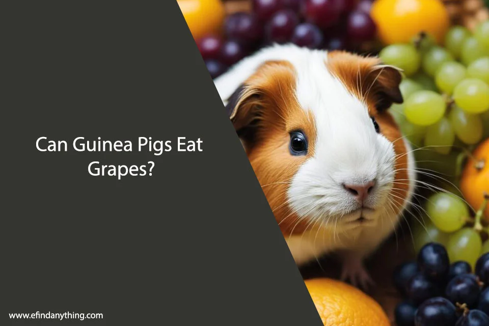 Can Guinea Pigs Eat Grapes