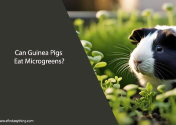 Can Guinea Pigs Eat Microgreens