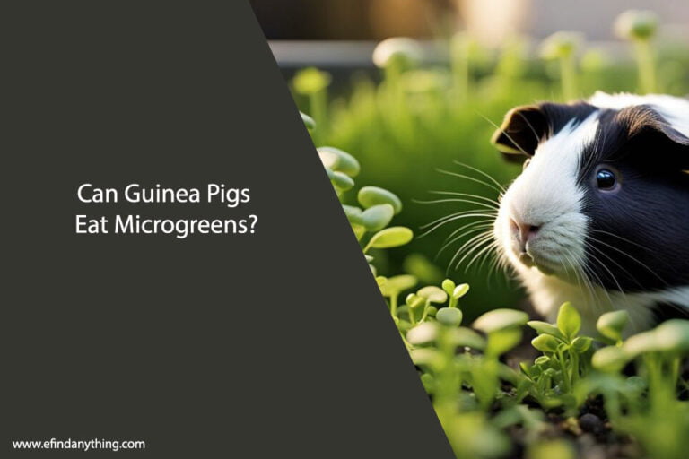 Can Guinea Pigs Eat Microgreens