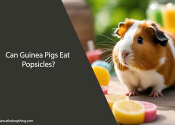 Can Guinea Pigs Eat Popsicles