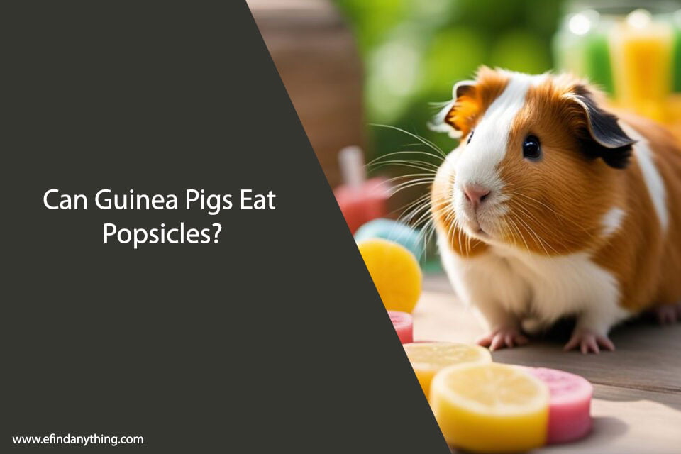 Can Guinea Pigs Eat Popsicles