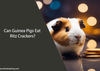 Can Guinea Pigs Eat Ritz Crackers