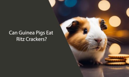 Can Guinea Pigs Eat Ritz Crackers? A Clear Answer