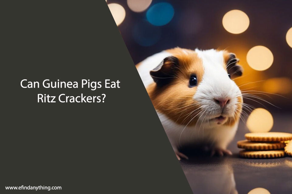 Can Guinea Pigs Eat Ritz Crackers