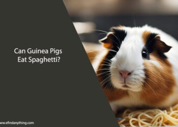 Can Guinea Pigs Eat Spaghetti