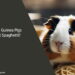 Can Guinea Pigs Eat Spaghetti