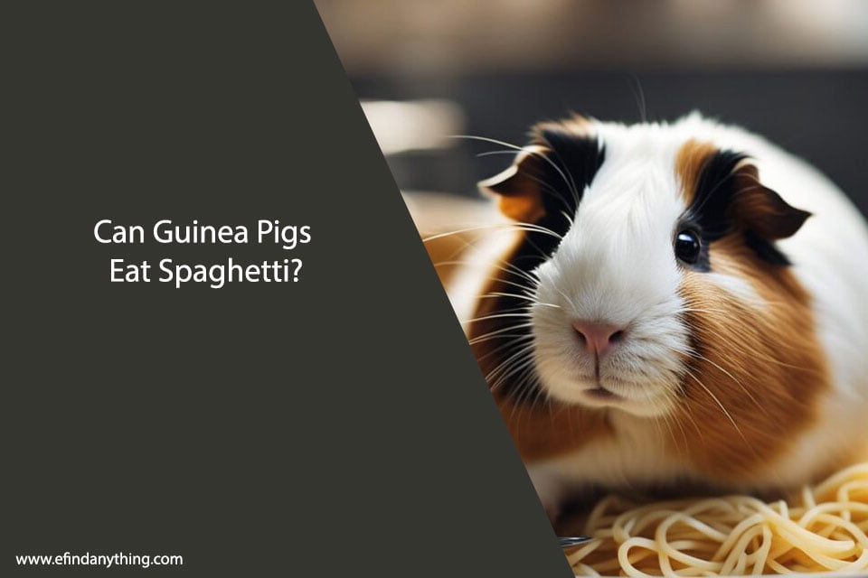 Can Guinea Pigs Eat Spaghetti