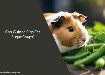 Can Guinea Pigs Eat Sugar Snaps