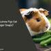 Can Guinea Pigs Eat Sugar Snaps