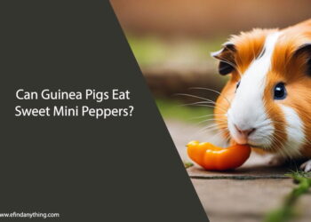 Can Guinea Pigs Eat Sweet Mini Peppers