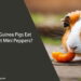 Can Guinea Pigs Eat Sweet Mini Peppers