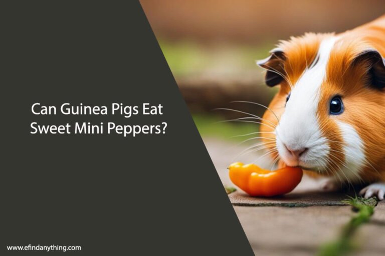 Can Guinea Pigs Eat Sweet Mini Peppers