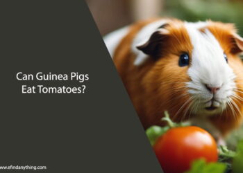 Can Guinea Pigs Eat Tomatoes