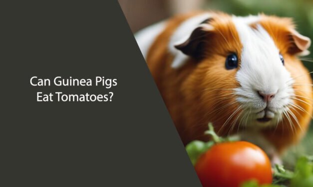 Can Guinea Pigs Eat Tomatoes? Everything You Need to Know