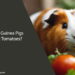 Can Guinea Pigs Eat Tomatoes