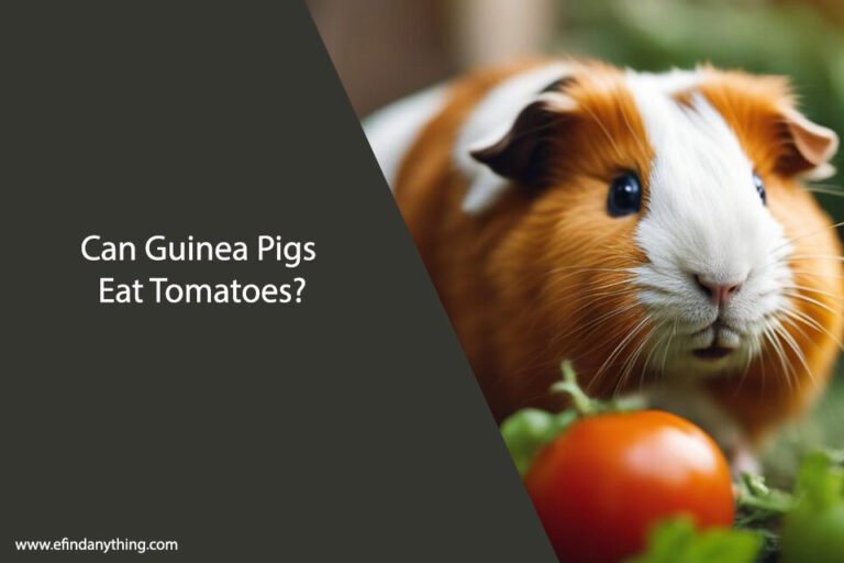 Can Guinea Pigs Eat Tomatoes