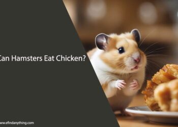 Can Hamsters Eat Chicken