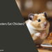Can Hamsters Eat Chicken