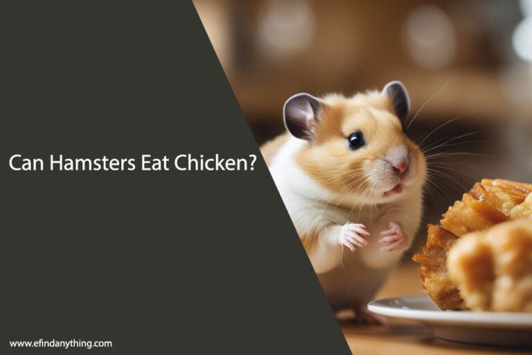 Can Hamsters Eat Chicken