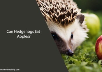 Can Hedgehogs Eat Apples