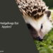 Can Hedgehogs Eat Apples