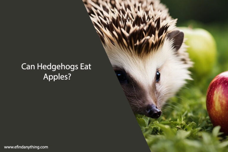 Can Hedgehogs Eat Apples