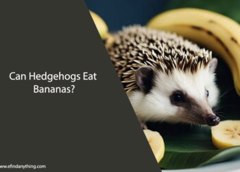 Can Hedgehogs Eat Bananas