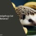 Can Hedgehogs Eat Bananas