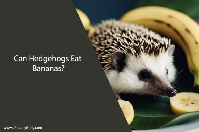 Can Hedgehogs Eat Bananas