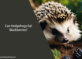 Can Hedgehogs Eat Blackberries