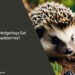 Can Hedgehogs Eat Blackberries