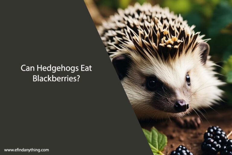 Can Hedgehogs Eat Blackberries