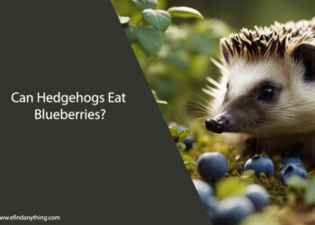 Can Hedgehogs Eat Blueberries