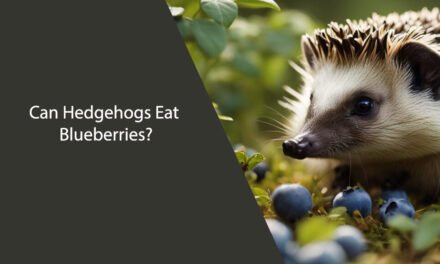 Can Hedgehogs Eat Blueberries?