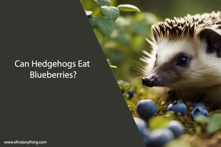 Can Hedgehogs Eat Blueberries