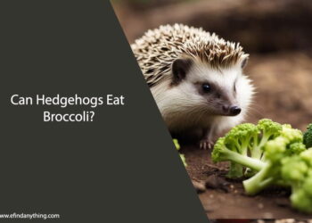 Can Hedgehogs Eat Broccoli