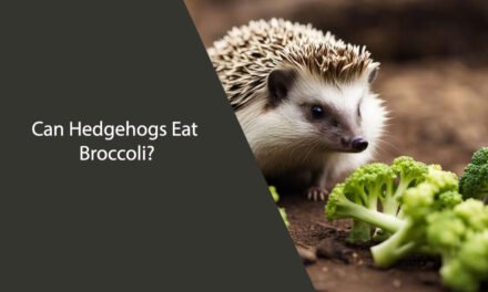 Can Hedgehogs Eat Broccoli?