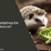 Can Hedgehogs Eat Broccoli