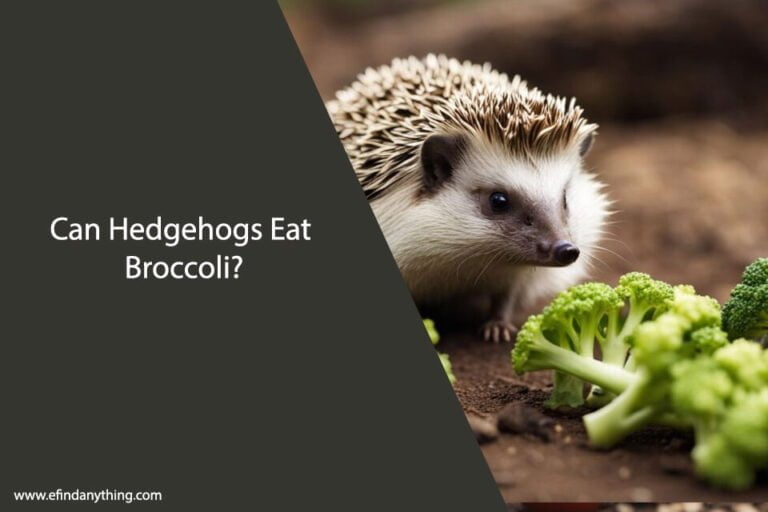 Can Hedgehogs Eat Broccoli