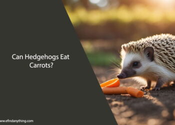Can Hedgehogs Eat Carrots