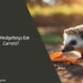Can Hedgehogs Eat Carrots