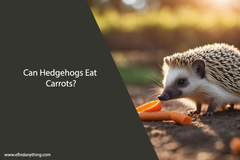 Can Hedgehogs Eat Carrots