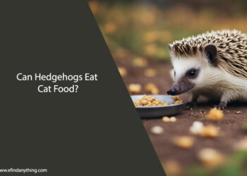 Can hedgehogs eat cat food