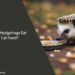Can hedgehogs eat cat food