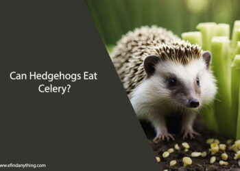 Can Hedgehogs Eat Celery
