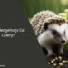 Can Hedgehogs Eat Celery