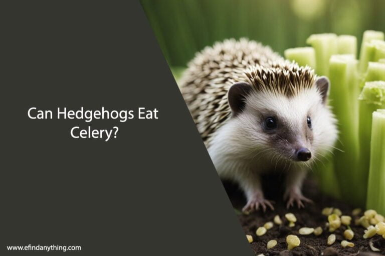 Can Hedgehogs Eat Celery
