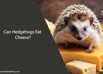 Can Hedgehogs Eat Cheese