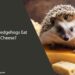 Can Hedgehogs Eat Cheese